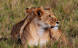 Mara North Conservancy